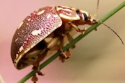 Tortoise Beetle (Paropsis geographica) (Paropsis geographica)